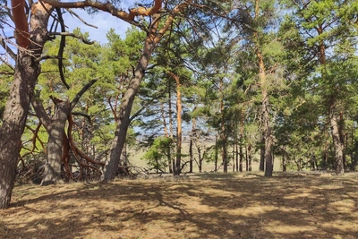 Весенний Петровский лес в кадрах мобильного фотографа