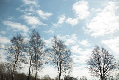 Потепление ждет Алтайский край на следующей неделе