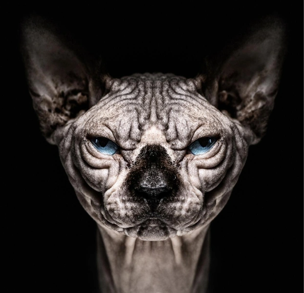 Пушистые модели: 13 самых смешных фото с животными в истории конкурса Siena Creative Photo Awards | Источник: Pieter Clicteur / Siena Creative Photo Awards 2023