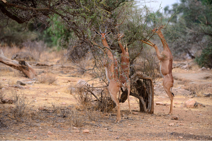 Жирафовая газель и другие животные с длинными шеями