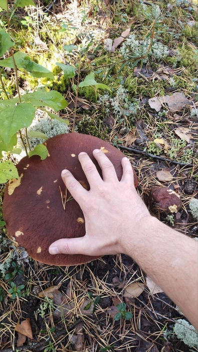 Грибы в этом году настоящие гиганты | Источник: Грибной воин ХМАО / T.me