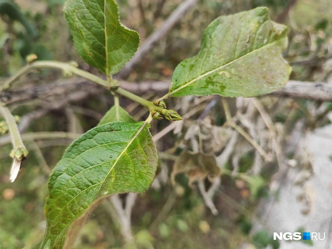 Растения решили воспользоваться теплом | Источник: Александра Бруня / NGS.RU