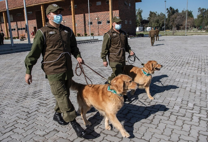 Чилийская полиция учит собак находить COVID-19