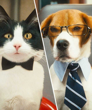 Кто умнее: кошки или собаки?