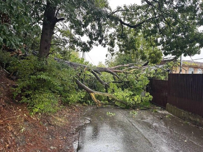 Дерево перекрыло улицу  | Источник: sochionlinechat/t.me