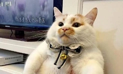 Самые смешные коты в самых разных ситуациях (много фото)