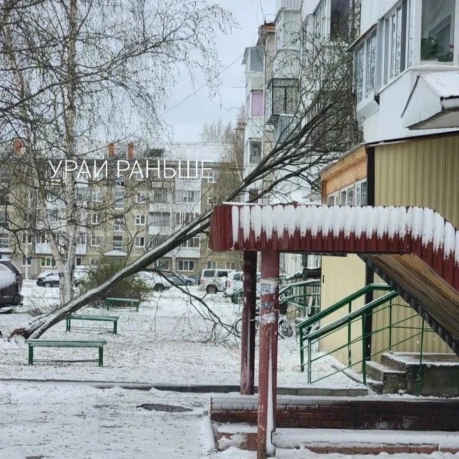 Деревья падают  | Источник: «Урай раньше» / Telegram 
