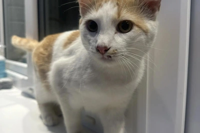 Кота Бумера сняли с высоты в Воронеже