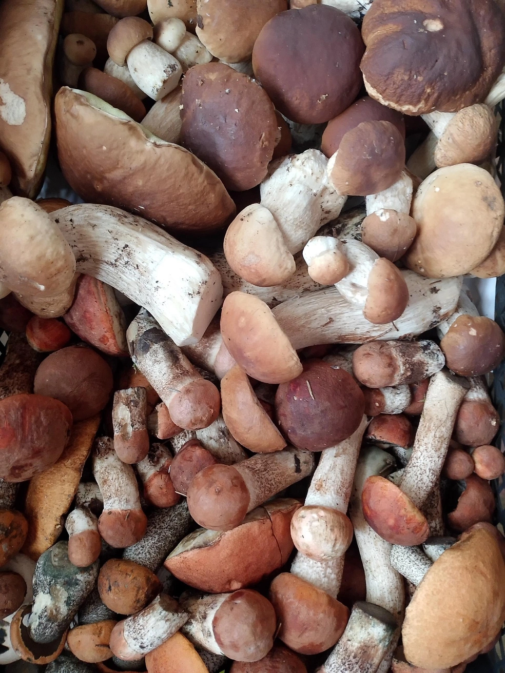 Эти грибы набрали у Ширинья | Источник: Грибы Ярославской области / Vk.com