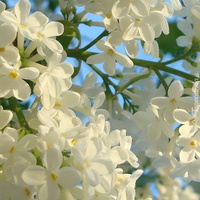 Аватарка Ксения