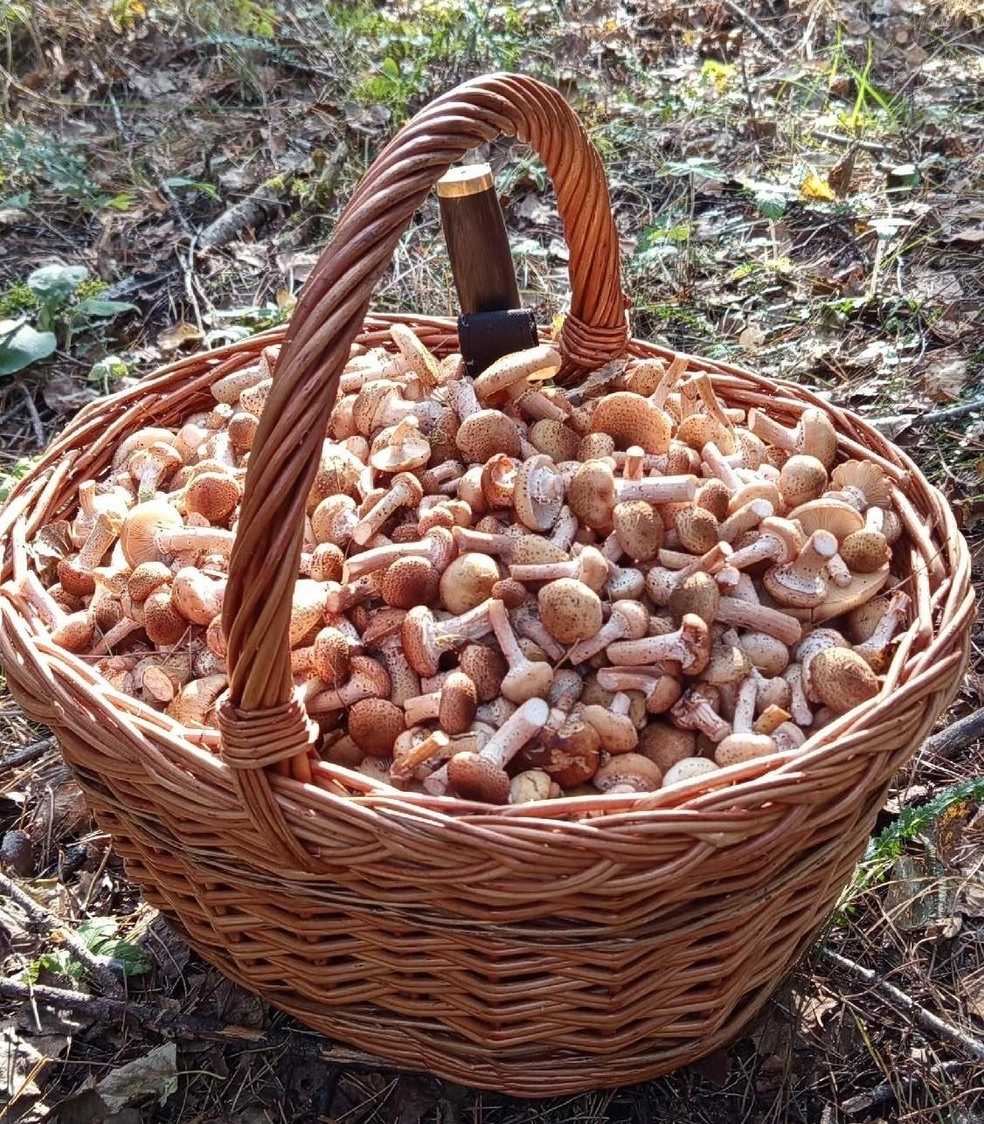 Посоревноваться могут грибники из Чебаркульского района | Источник: Астапенко Александр / Грибы Челябинской области