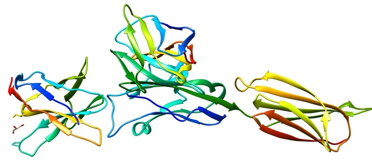 Визуализация белка PD-L1 | Источник: goult via Legion Media 