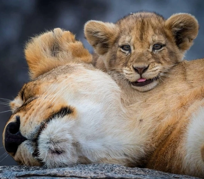 17 самых милых фото детенышей животных с их мамами | parents.ru