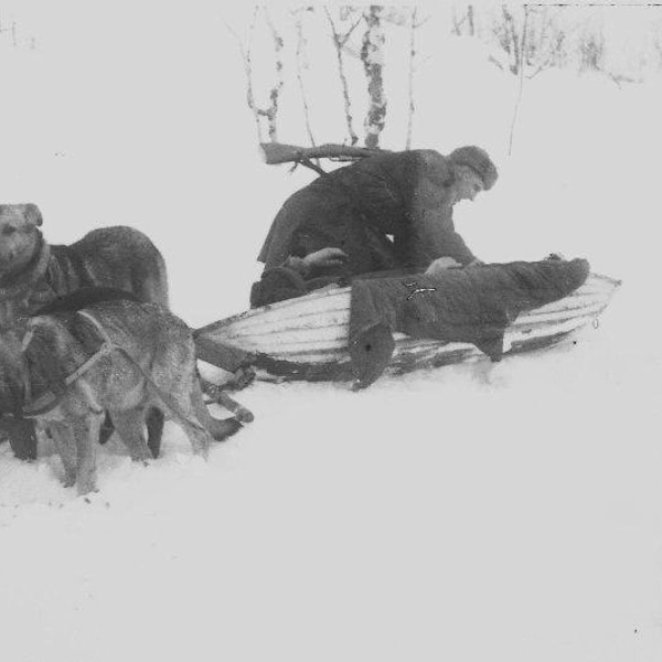 Перевозка раненого на волокуше. Мурманское направление. Фото Иосифа Козьминского  | Источник: Мурманский областной краеведческий музей 