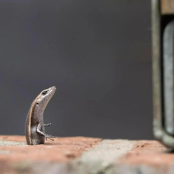Победитель в номинации «Воздействие человека» | Источник: Sara Corlis / Australian Geographic Nature Photographer 2025