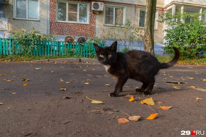 Источник: Иван Митюшёв / 29.RU