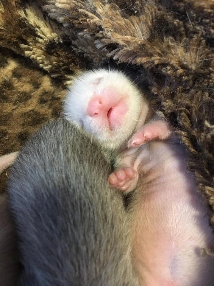 Врачи говорят, что хорьки уже скоро откроют глазки | Источник: ветеринарная клиника «Лимпопо» vk.com