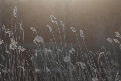 Морозы в Воронежской области отступят к 20 января