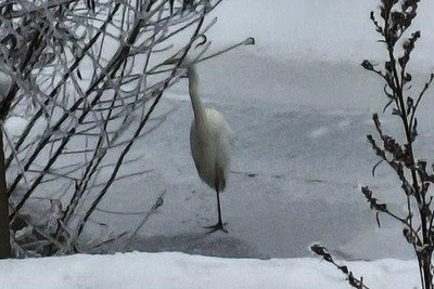 Цаплю сняли на реке Барнаулке в январе