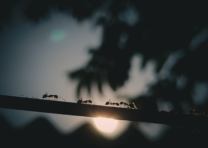 Как избавиться от муравьев на даче: 10 способов