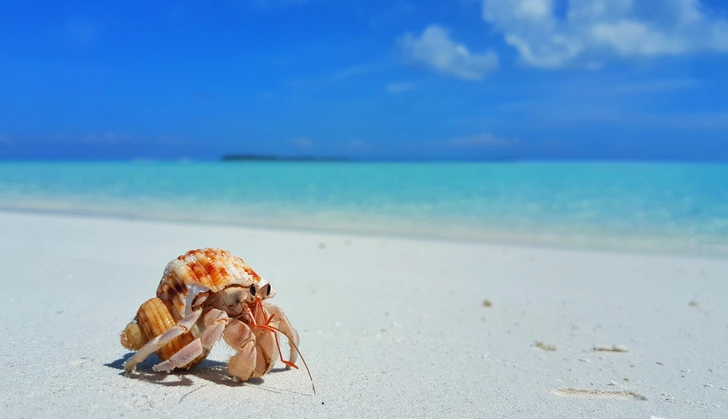 Почему нельзя держать дома ракушки с моря