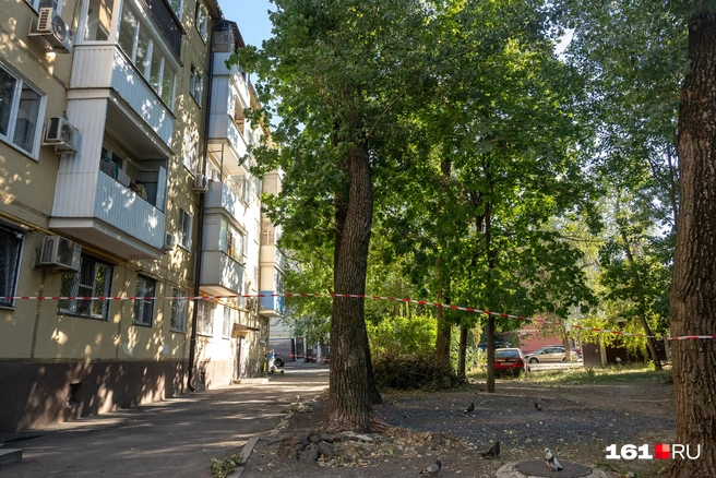 Зону, куда может рухнуть накренившееся дерево, огородили лентой | Источник: Евгений Вдовин / 161.RU