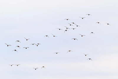 Гигантская стая краснокнижных уток над озером Ханка