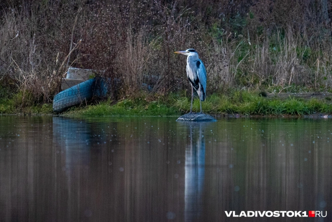 Источник: Елена Буйвол / VLADIVOSTOK1.RU