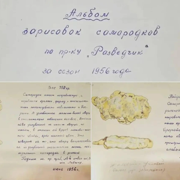Вот так раньше якутские геологи описывали и рисовали свои находки  | Источник: Генпрокуратура России / T.me