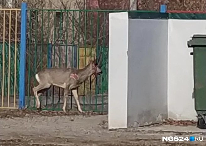 В таком виде зверя поймали сотрудники психологического центра | Источник: предоставлено сотрудниками центра