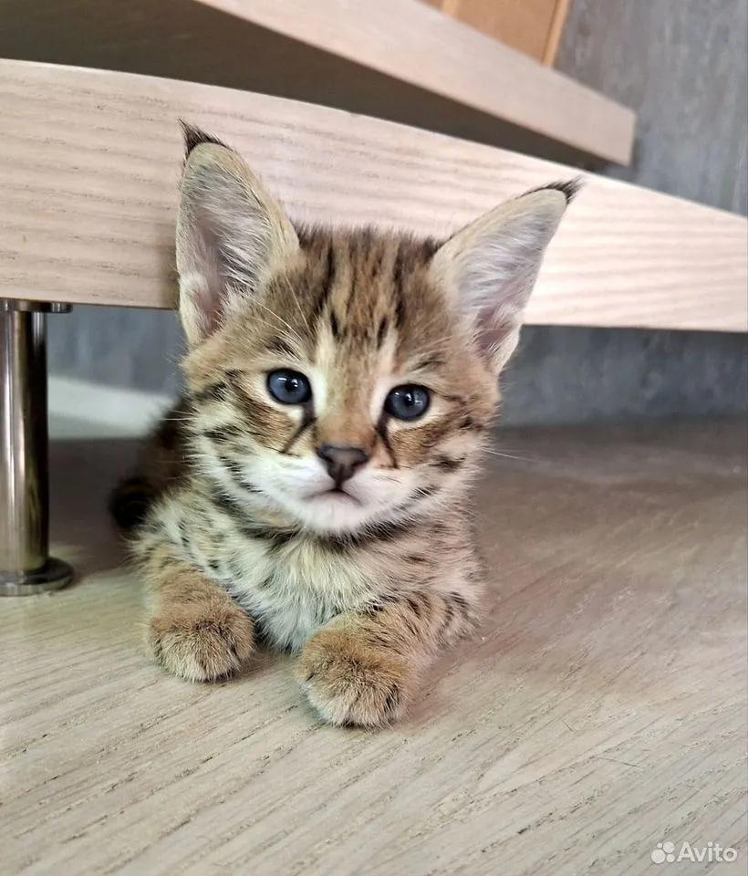 Милота зашкаливает! В Уфе ищут хозяина для породистого котёнка-леопарда