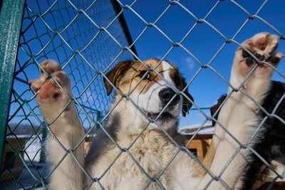 Тигр напал на собак в Чугуевском округе, установлены ловушки