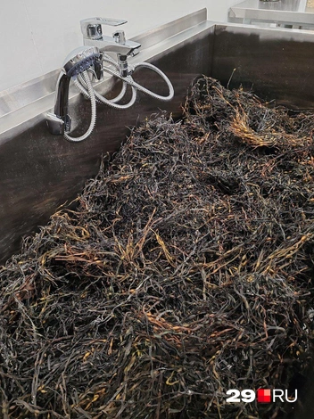 Источник: Елена Ионайтис / 29.RU