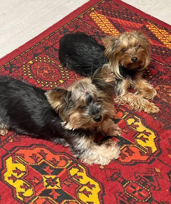 Собачки очень бы хотели порезвиться вместе на улице, но желание посидеть в тепле оказалось сильнее | Источник: читатель НГС Александр