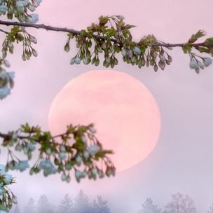 Розовая луна: что это, когда наступает и как повлияет на все знаки зодиака
