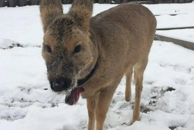 Fawn Masha with collar roams Zabaikalsky Krai and visits people