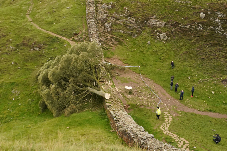 Росло сотни лет, погибло по глупости: в Британии спилили «дерево Робин Гуда»