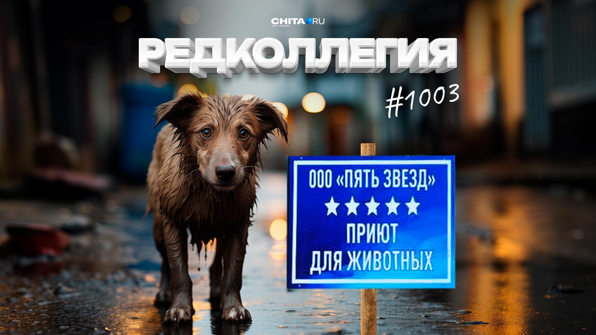 Зачем «зоозащитники» штурмуют приют для собак в Чите: узнали у главы «Пяти  звёзд» Солдатова - 12 декабря 2023 - ЧИТА.ру