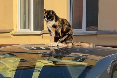 Синоптик сообщил о теплом воскресенье в Петербурге