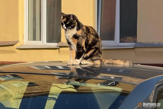 Синоптик рассказал, что ждать петербуржцам в это солнечное воскресенье