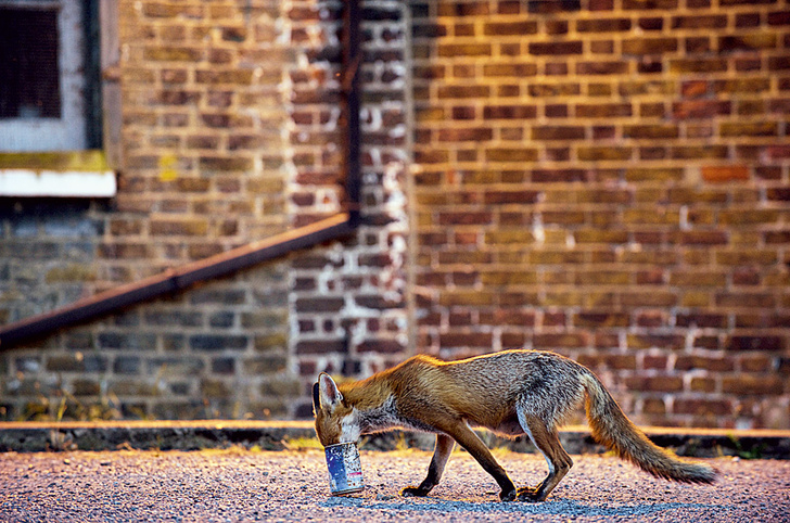 Союз рыжих: как лисы стали привычными дикими спутниками человека