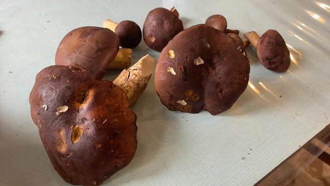 Дары природы не в лучшей кондиции | Источник: Грибы и Грибники Подмосковья / Vk.com