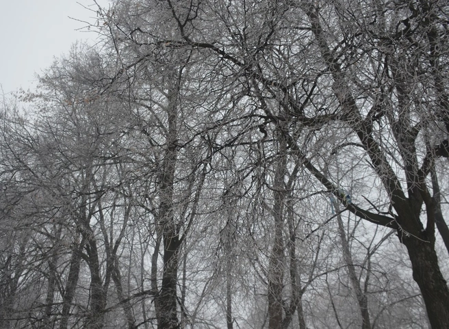 В Касимовском районе температура упала до -35 °C | ya62.ru