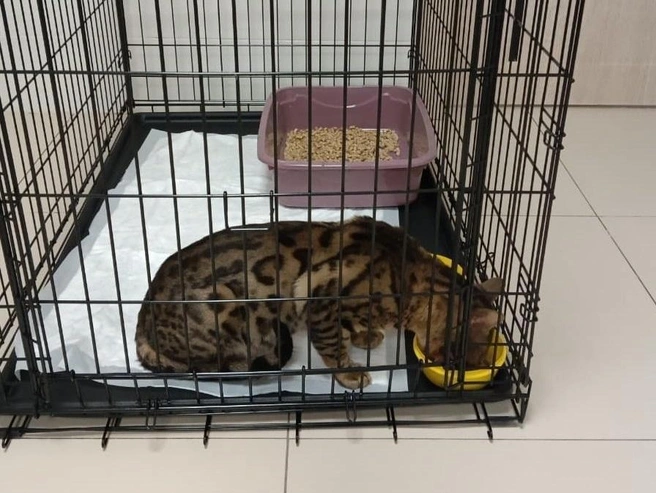 Кота поймали недавно, и сейчас он проходит лечение | Источник: Информация от Кристины