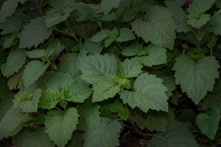 Погостемон (Pogostemon patchouli) | Источник: angin hiqaru87 via Shutterstock/Fotodom.ru