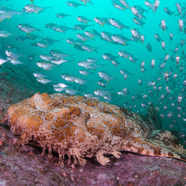 Финалист в номинации подводная съемка | Источник: Nicolas Remy / Nature Photographer of the Year 2025