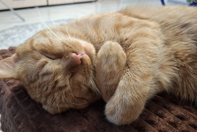 Топ-15 котиков Волгограда, от которых захочется завести питомца