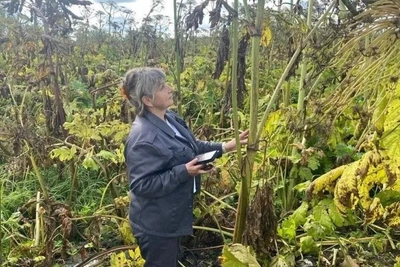 Сотни гектаров в Ленобласти занял борщевик