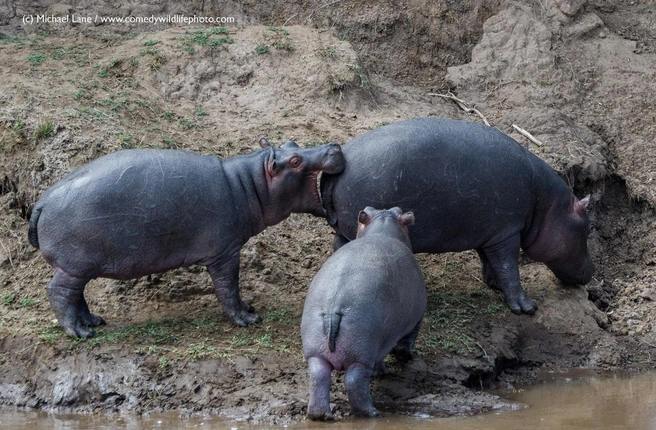 Источник: Michael Lane / Comedy Wildlife Photography Awards