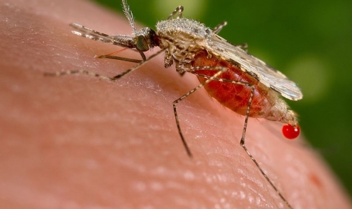 Роспотребнадзор сообщил о 5 случаях заболевания малярией в Петербурге за прошлый год